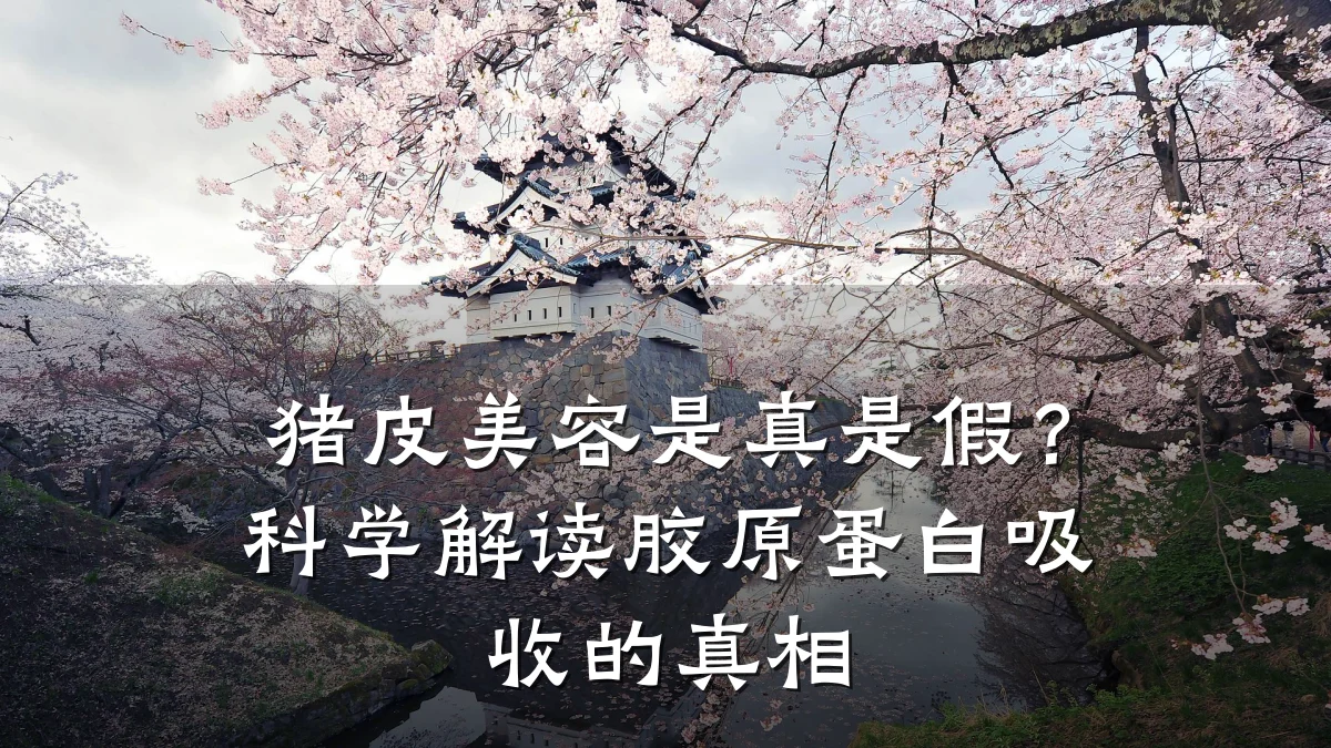 猪皮美容是真是假?科学解读胶原蛋白吸收的真相