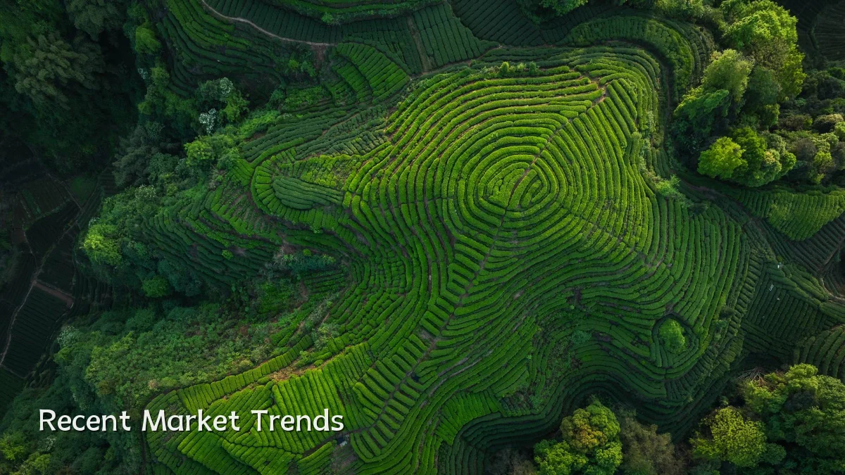Recent Market Trends