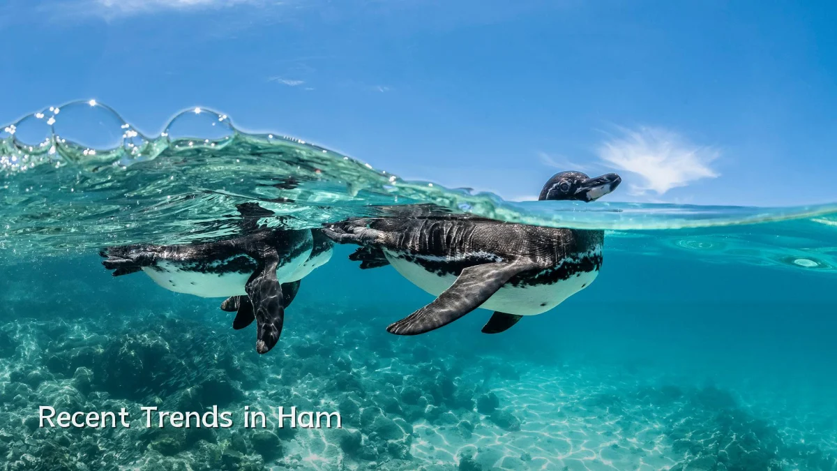 Recent Trends in Ham