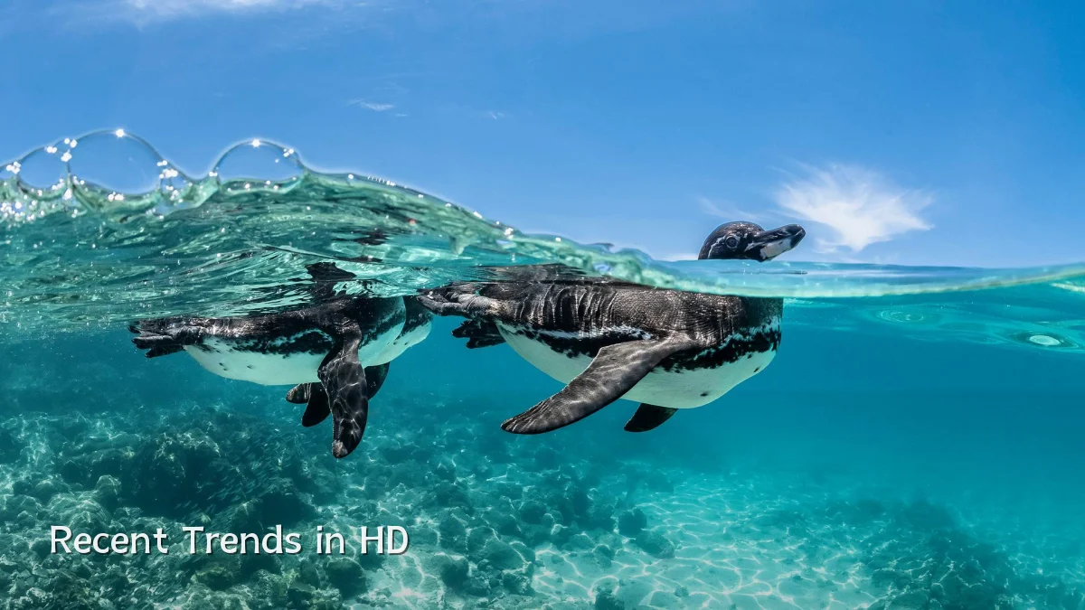 Recent Trends in HD