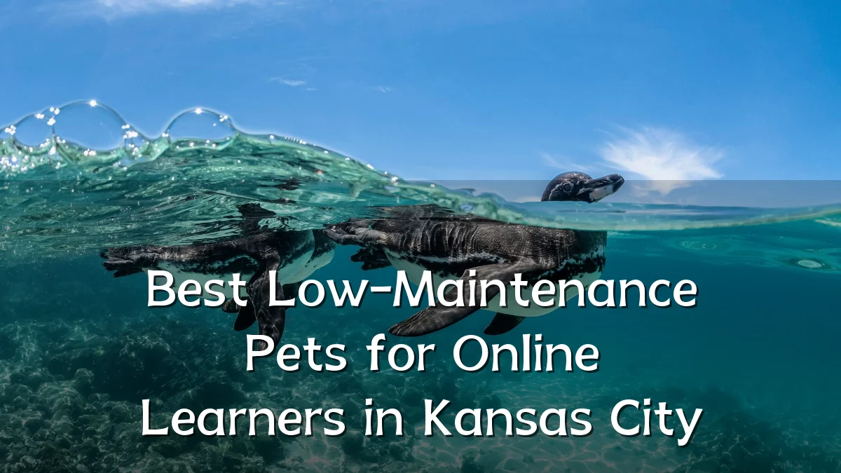 Best Low-Maintenance Pets for Online Learners in Kansas City