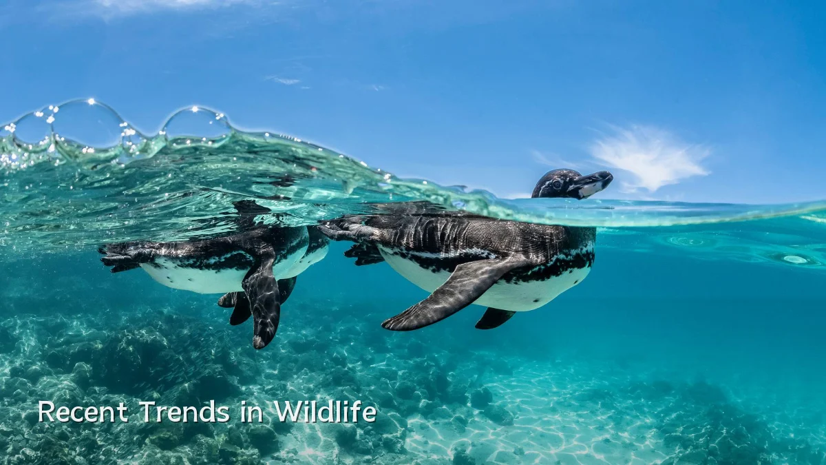 Recent Trends in Wildlife