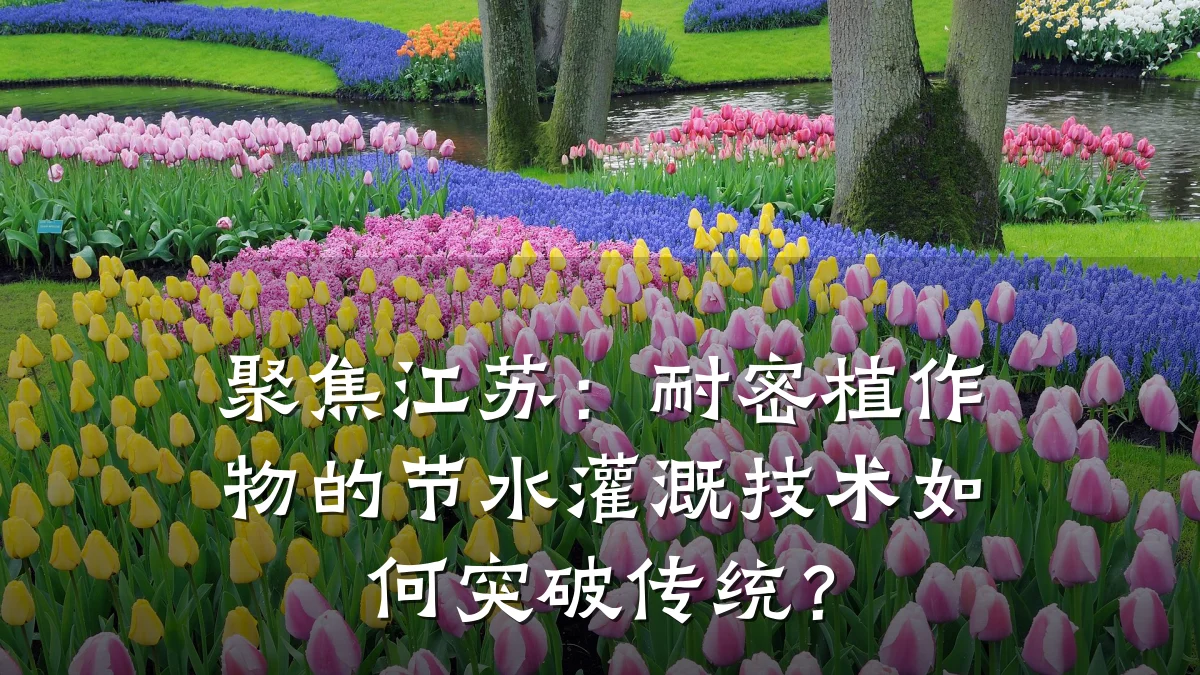 聚焦江苏:耐密植作物的节水灌溉技术如何突破传统?