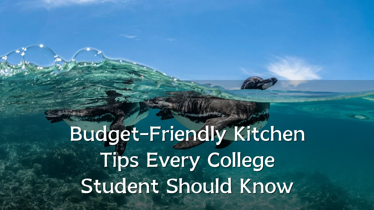 Budget-Friendly Kitchen Tips Every College Student Should Know